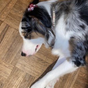 Meet your Posher, Nico